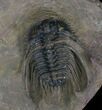 Spikey Leonaspis Trilobite - Atchana, Morocco #22549-2